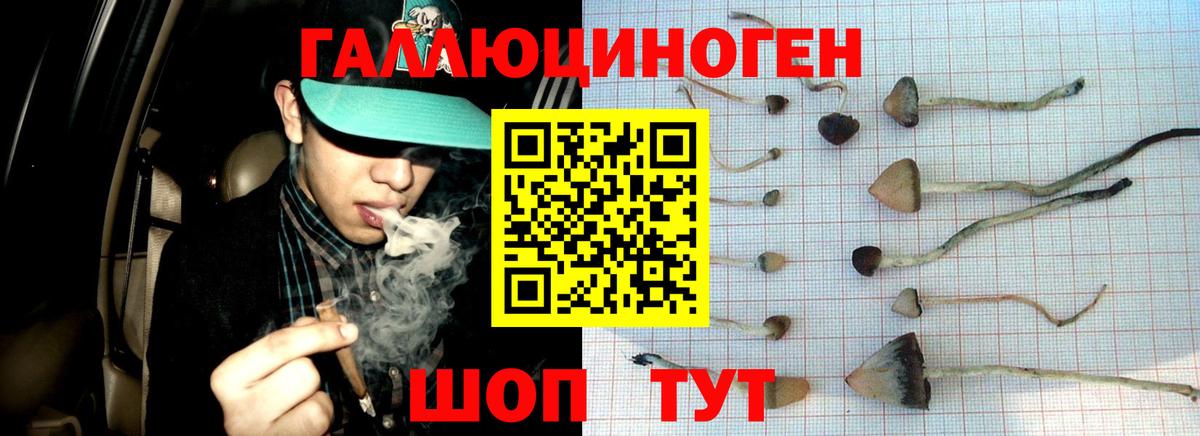 Кызыл  Псилоцибиновые грибы GOLDEN TEACHER  Псилоцибиновые грибы прущие грибы  где продают наркотики  Вход с VPN 